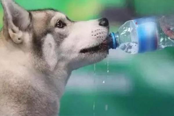狗狗一天应该喝多少水