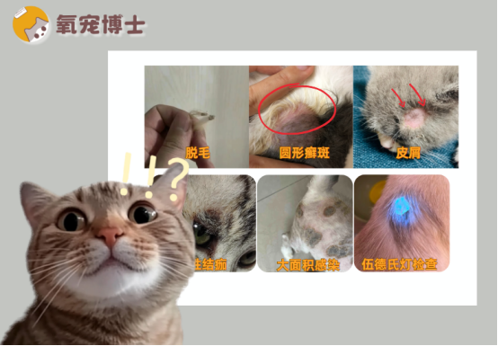 猫癣初期症状怎么分辨？教你 3招快速判断（附图片）