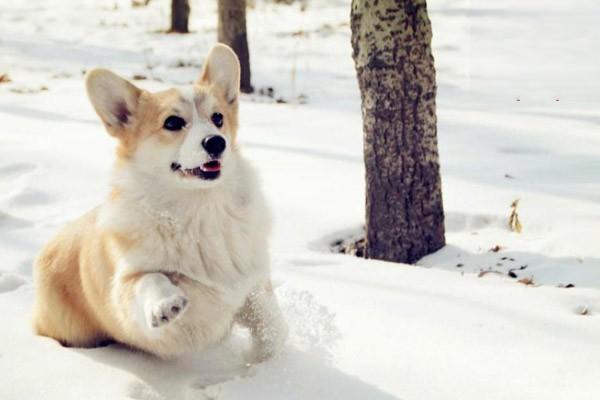 荷兰毛狮犬性格特征与训练饲养方法