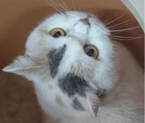 猫咪软便的原因
