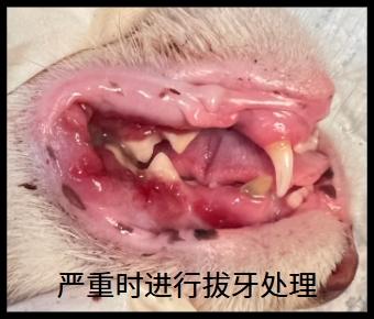 猫口炎治疗攻略：药物护理双管齐下