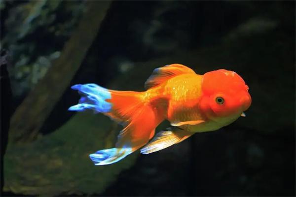 影响金鱼体色的因素有哪些？