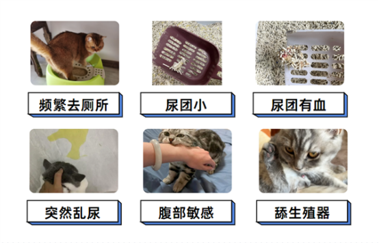 猫咪尿血怎么治疗？