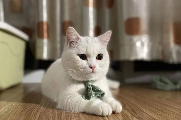 新手养猫，猫为什么会异常出血