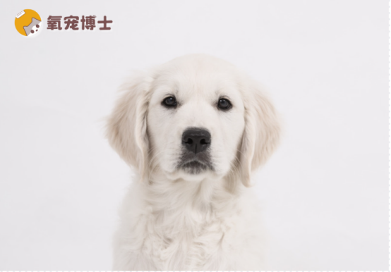 狗狗髋关节疼痛的表现