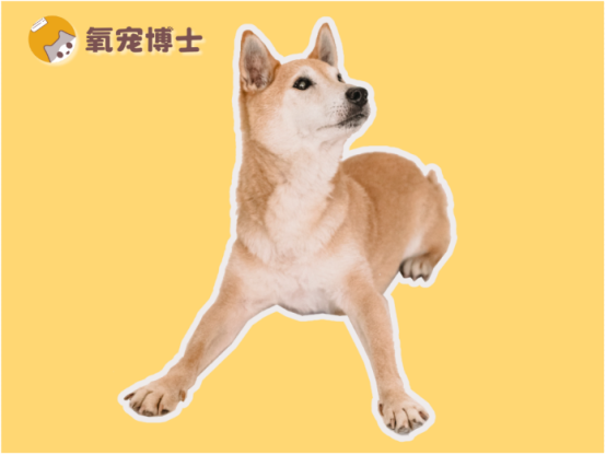一文讲透！狗狗伤口发炎流脓用什么消炎药？