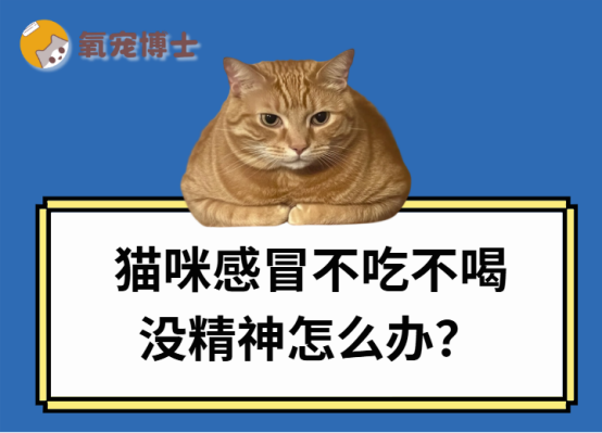 紧急！猫咪感冒不吃不喝没精神怎么办？