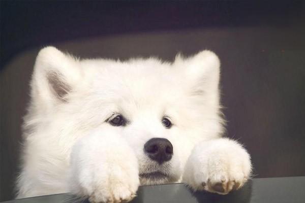 中国昆仑山脉犬的外貌特征与性格特点