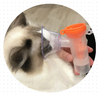 猫咪流鼻涕打喷嚏怎么治疗？