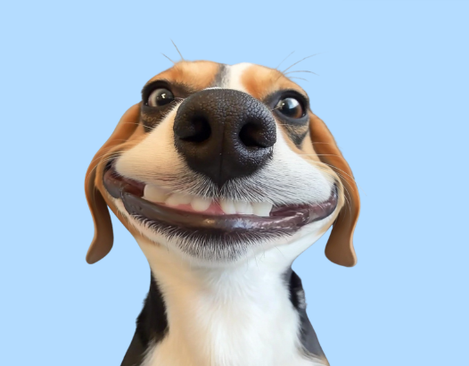 狗狗装聋不听指令怎么办？