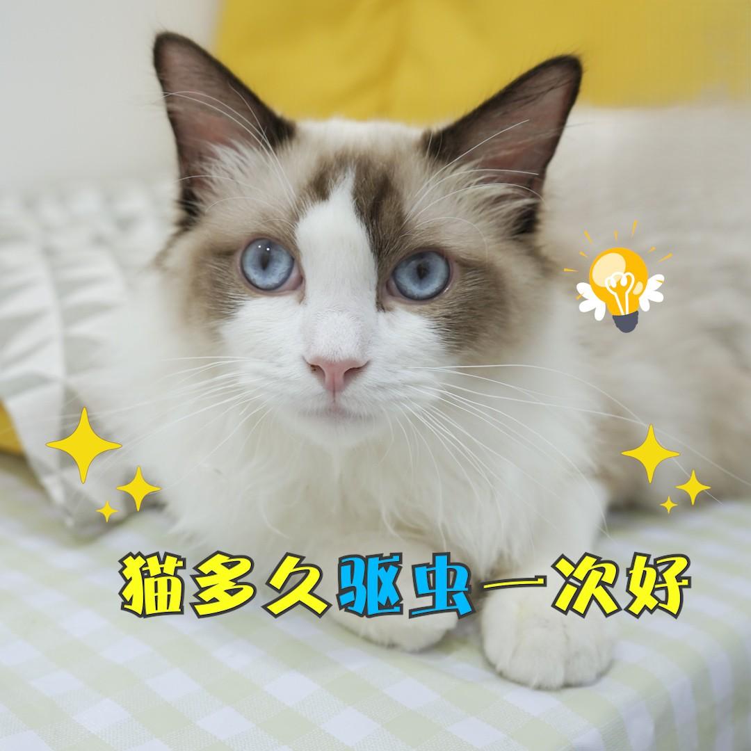 猫驱虫是一个月一次吗，用哪种驱虫药好？