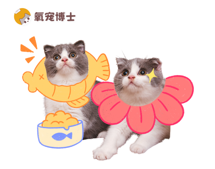 自由采食Vs定时投喂，哪种方式对猫更好？