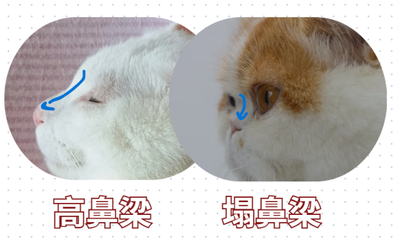 猫咪有红棕色泪痕和分泌物