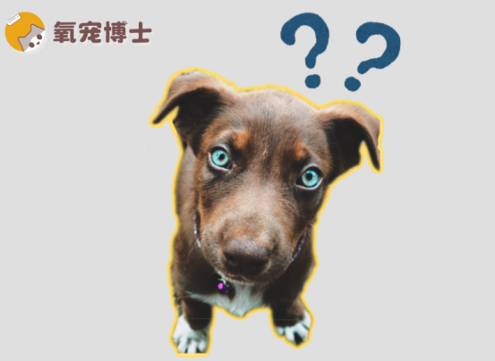 狗狗例假40天了还有血？继续拖延可能会致命！