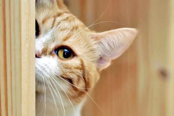 新手养猫，猫的眼睛有什么功能