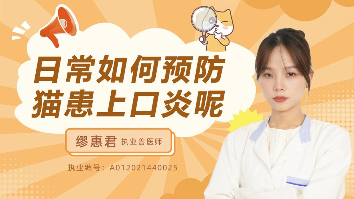 日常如何预防猫咪患上口炎呢？