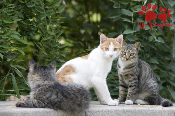 如何避免被猫抓伤？