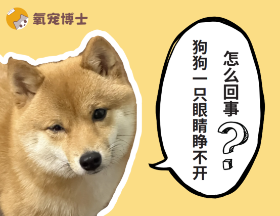狗狗一只眼睛睁不开半眯着流眼泪怎么办？