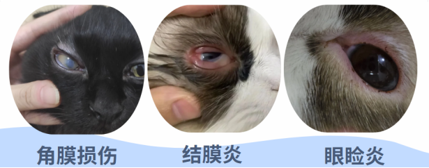 猫咪眼泪流泪用什么药？