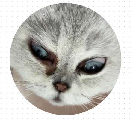 猫咪眼睛里老是有眼屎