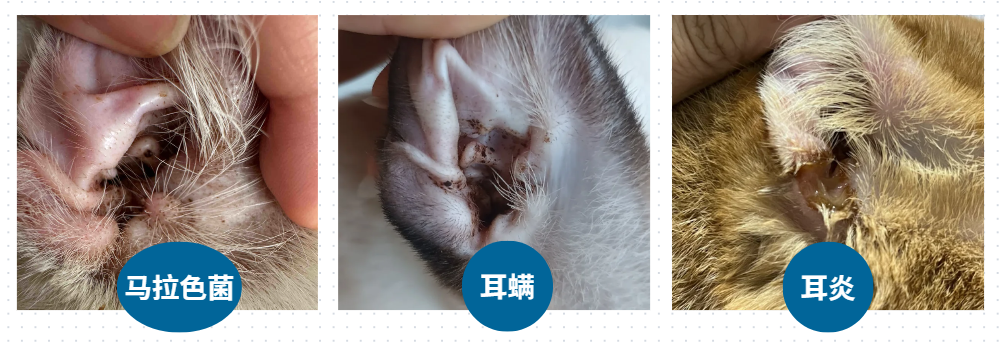 貓咪耳朵後麵禿了一塊