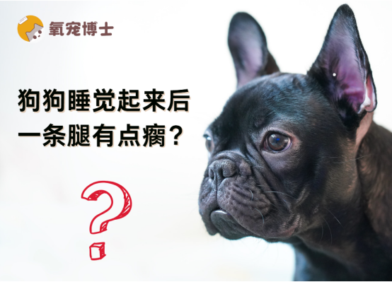 狗狗睡觉起来后一条腿有点瘸？当心关节炎！