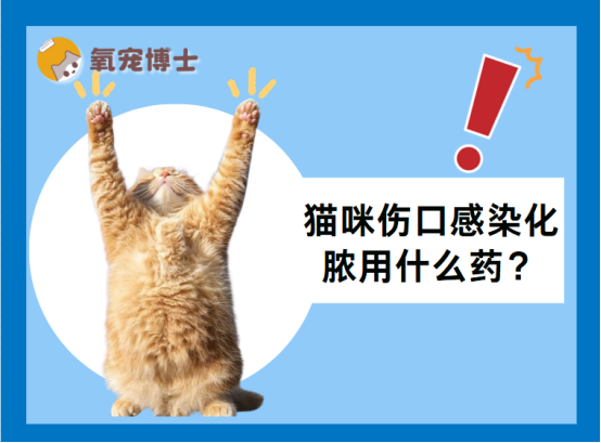 猫咪伤口感染化脓用什么药？