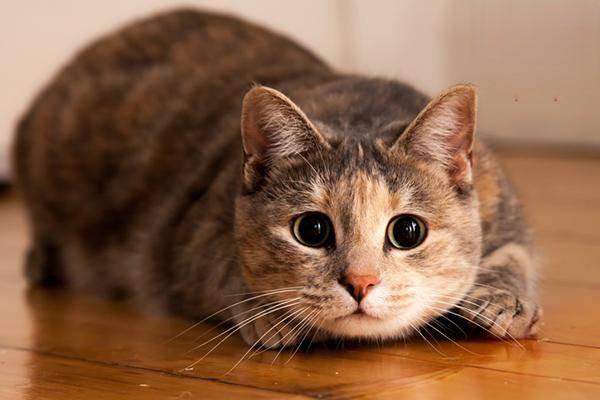 怎么判断猫咪得了猫鼻支