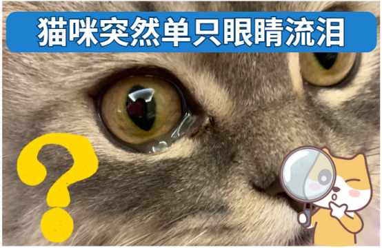 猫咪突然单只眼睛流泪是怎么回事？