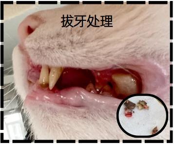 猫咪口炎怎么治？正确治疗方法来啦！