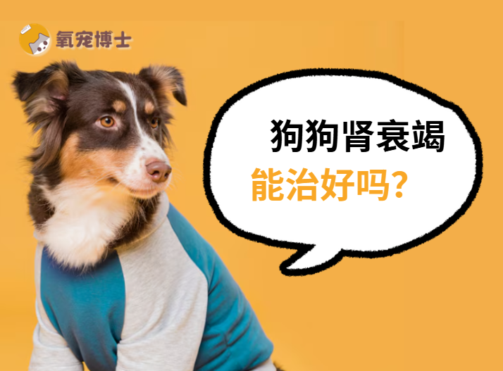 狗狗肾衰竭能治好吗？