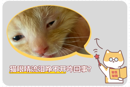 猫咪眼睛流泪有点睁不开是咋回事？