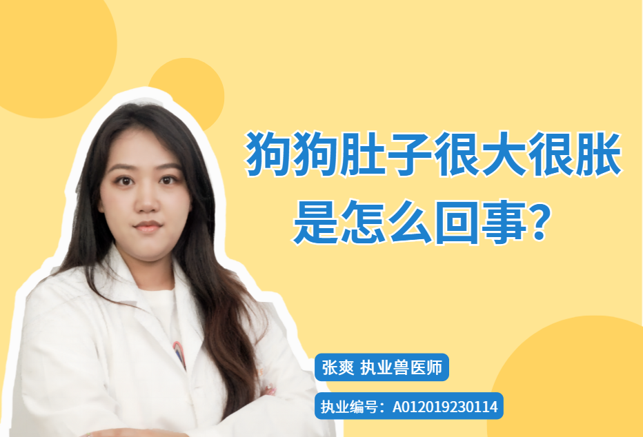 【宠医科普】狗狗肚子很大很胀是怎么回事？