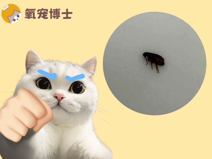 除跳蚤只给猫滴药？大错特错！95%虫卵藏在你家角落