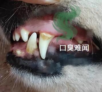 爱犬口气重？这些隐藏的原因你绝对想不到！