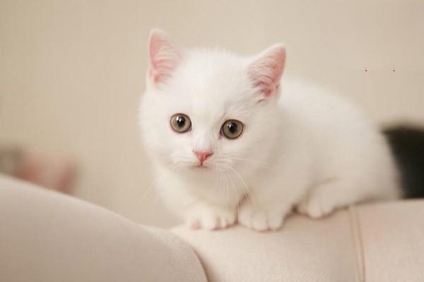 猫口炎可以治愈吗？