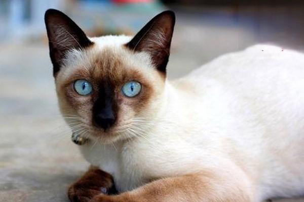 猫胰腺炎是怎么造成的？
