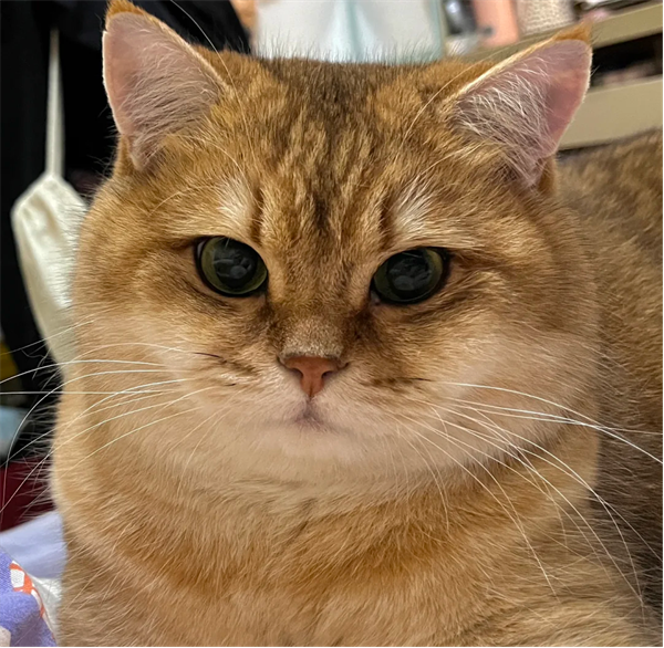 猫咪眼睛发炎