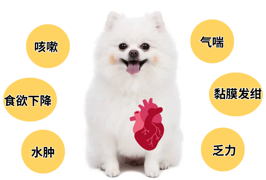 狗狗心脏病症状