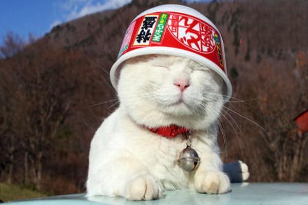 貓毛囊炎