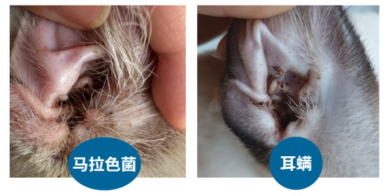 猫咪流泪用什么眼药水？