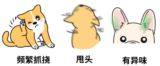 狗狗耳朵很臟