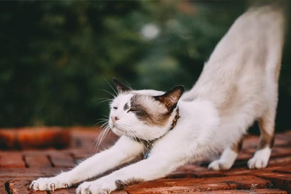 猫咪呼吸道感染的相关常见疾病