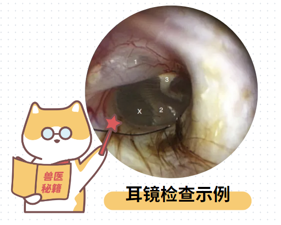 狗狗中耳炎要做什么检查