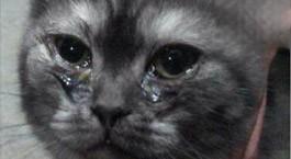 猫咪突然流眼泪是正常的吗