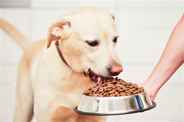 哪些狗狗适合吃低脂狗粮？