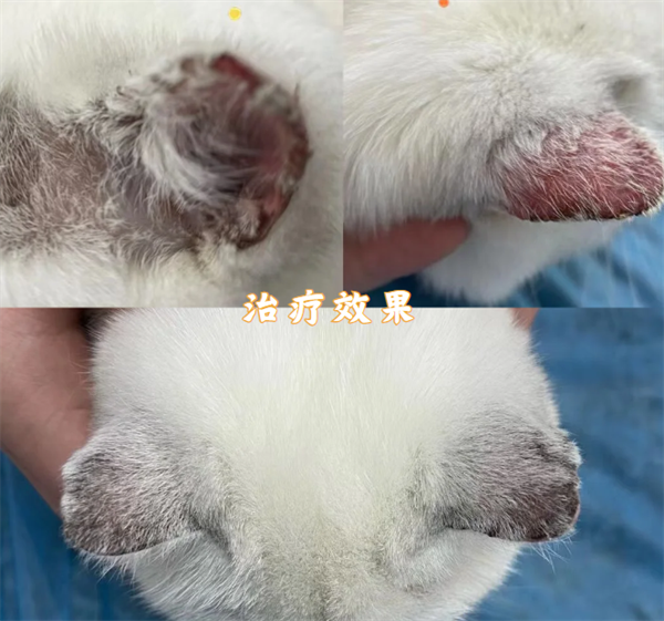 猫癣用什么药治疗？