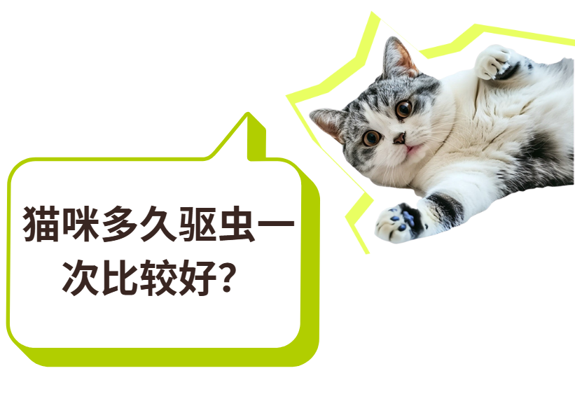 猫咪多久驱虫一次比较好？