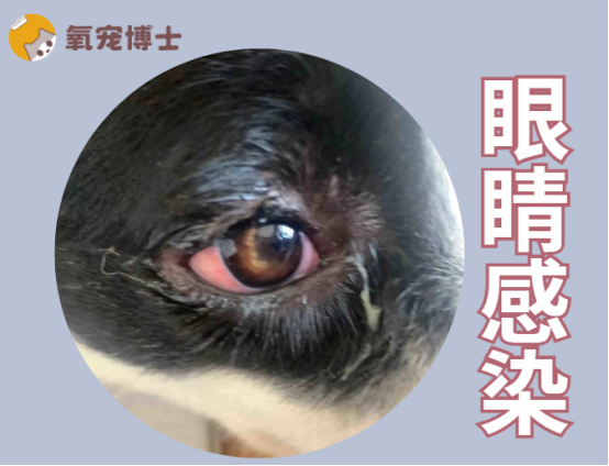 狗狗眼睛分泌物变多像脓一样