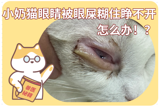 小奶猫眼睛被眼屎糊住睁不开了要紧吗？该怎么办？